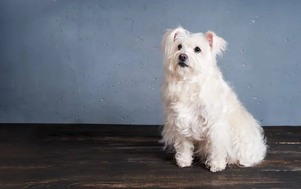 Adorable Juguetona Raza Perro Blanco Posando Estudio Con Espacio Copia —  Fotos de Stock