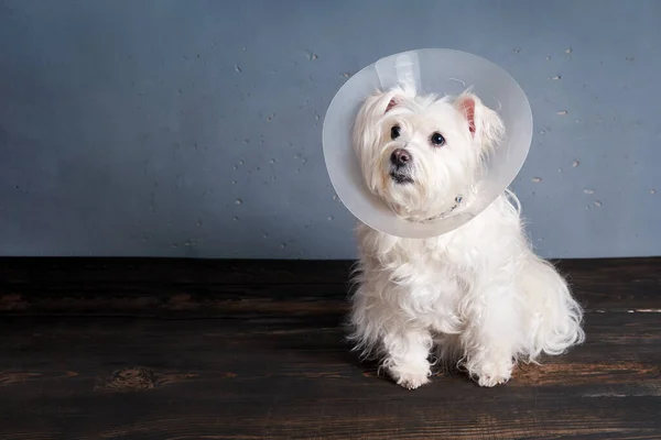 Cute White Dog Breed Pet Cone Posing Studio Copy Space — Stock Photo, Image