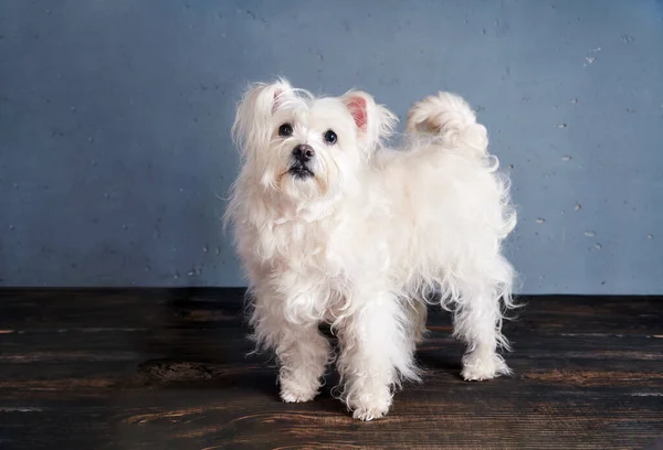 Anjing Putih Lucu Berkembang Biak Berpose Studio Hewan Konsep Perawatan — Stok Foto