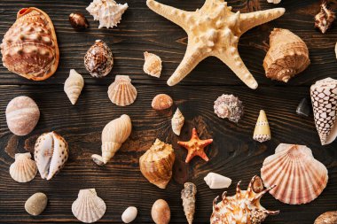 Koyu ahşap arka planda farklı deniz kabukları ve deniz yıldızları seti, düz yatış, üst manzara. Yaz tatili, deniz tatili, seyahat konsepti