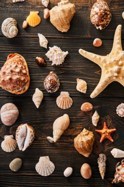 Koyu ahşap arka planda farklı deniz kabukları ve deniz yıldızları seti, düz yatış, üst manzara. Yaz tatili, deniz tatili, seyahat konsepti