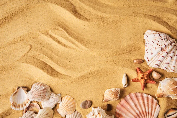 Úžasné Mušle Mořské Pláži Písečné Pozadí Kopírovacím Prostorem Pro Text — Stock fotografie