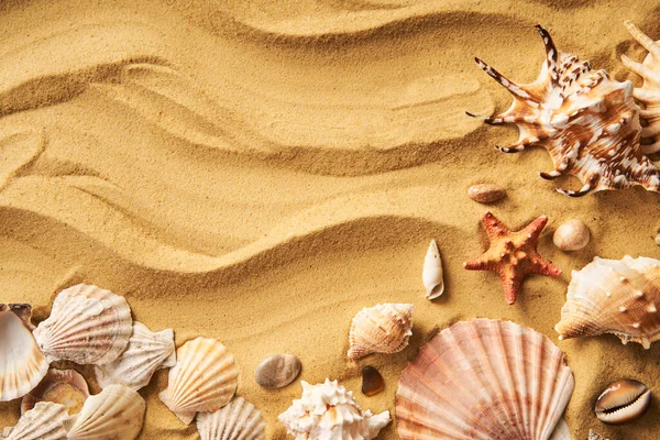 stock image Amazing seashells on sea beach sand background with copy space for text. Top view, flat lay. Summertime, sea vacation, travel concept