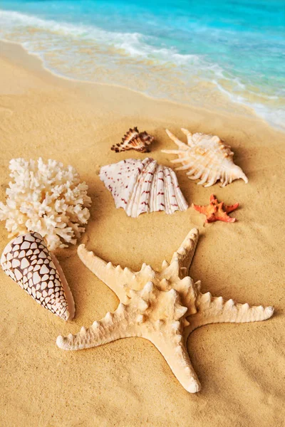 美丽的夏季海滩背景与不同的海贝和海星沙滩和绿松石水 假期的概念 — 图库照片