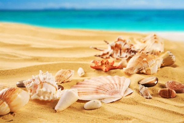 砂浜とターコイズブルーの水の上に異なる貝殻やヒトデと美しい夏のビーチの背景 休暇の概念 — ストック写真