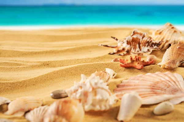 Krásné Letní Pláž Pozadí Různými Mušlemi Hvězdice Písečném Pobřeží Tyrkysové — Stock fotografie