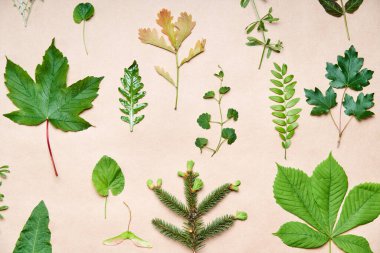 Bej arka planda çeşitli yapraklar, bitkiler ve otlardan oluşan bir koleksiyon. Düz yatıyordu. Doğa konsepti