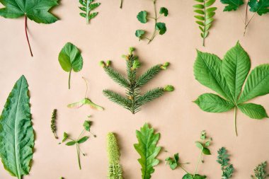Bej arka planda bitkiler ve bitkiler. Düz yatıyordu. Doğa konsepti