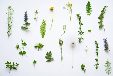 Çeşitli yapraklardan oluşan botanik seti, beyaz arka planda bitkiler ve çiçekler. Düz yatıyordu. Doğa konsepti