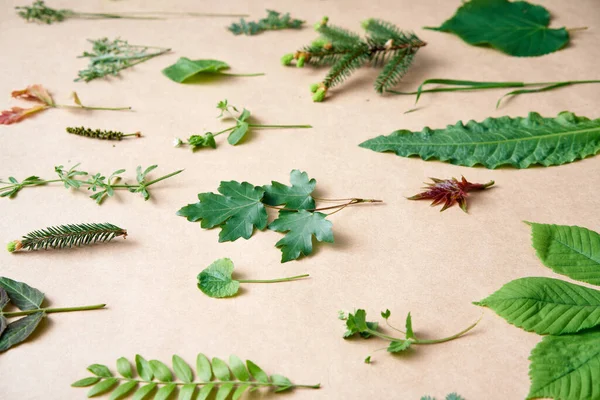 Sbírka Různých Listů Rostlin Bylin Béžovém Pozadí Koncept Přírody — Stock fotografie