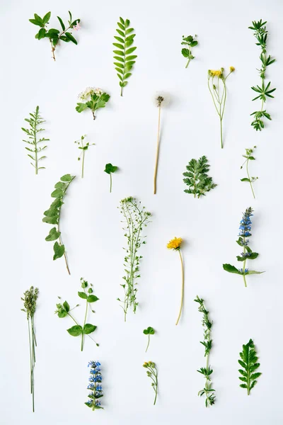 Botanischer Satz Von Blättern Pflanzen Und Blumen Auf Weißem Hintergrund — Stockfoto