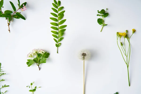 Botanischer Satz Von Blättern Pflanzen Und Blumen Auf Weißem Hintergrund — Stockfoto