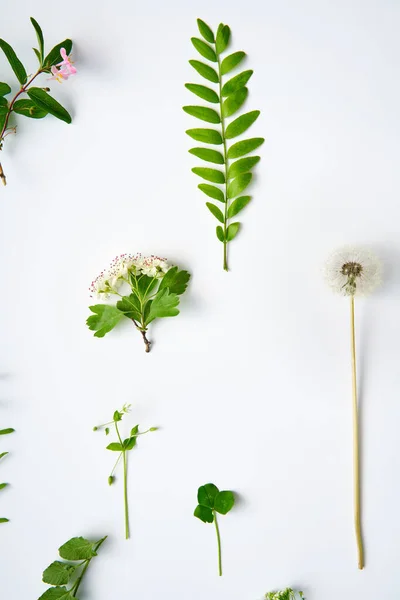 Sammlung Von Verschiedenen Blättern Pflanzen Und Kräutern Auf Weißem Hintergrund — Stockfoto