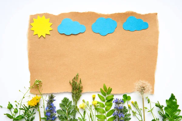 Creatieve Samenstelling Van Planten Bloemen Met Papieren Zon Wolken Witte — Stockfoto