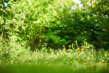 Yeşil çimleri olan güzel bir bahçe manzarası. Kopyalama alanı olan doğa arkaplanı