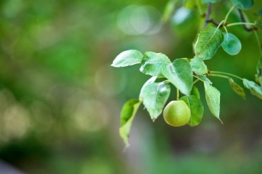 Arka planda armut ve fotokopi alanı olan bir dal. Doğa duvar kâğıdı
