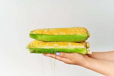 Kadınlardaki taze mısır kulakları beyaz arkaplanı teslim eder. Sağlıklı yeme kavramı