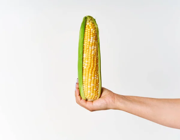 Świeże Ucho Kukurydzy Rękach Kobiety Białym Tle Koncepcja Zdrowego Żywienia — Zdjęcie stockowe