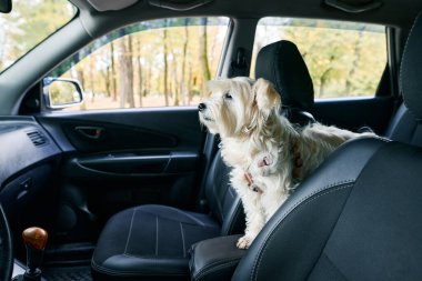 Ön yolcu koltuğunda arabada oturan tüylü beyaz köpek seyahat etmeye hazır. Evcil hayvan konseptiyle seyahat etmek