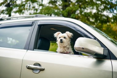 Arabanın camından dışarı bakan sevimli tüylü köpek. Yolculuk, seyahat konsepti