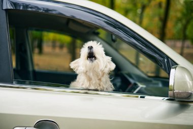 Arabanın camından havlayan sevimli tüylü köpek. Yolculuk, seyahat konsepti