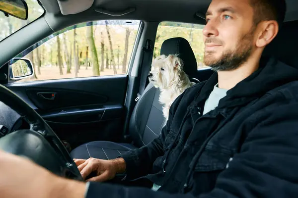 Young man driving a car with his white dog in the passenger seat enjoying road trip together. Vacation, holidays, travel concept
