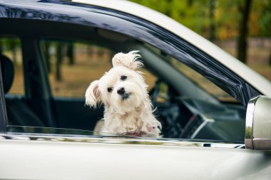 Arabanın camından dışarı bakan sevimli tüylü köpek. Yolculuk, seyahat konsepti