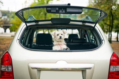 Arabanın bagajından dışarı bakan sevimli, komik köpek kameraya dikkatle bakıyor. Yolculuk, tatil, tatil, seyahat konsepti