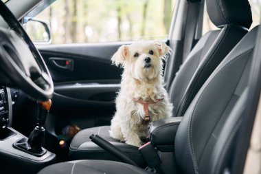 Ön yolcu koltuğunda arabada oturan tüylü beyaz köpek seyahat etmeye hazır. Evcil hayvan konseptiyle seyahat etmek