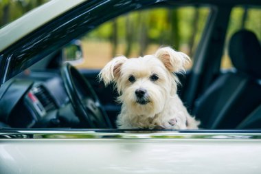 Arabanın camından dışarı bakan sevimli tüylü köpek. Yolculuk, seyahat konsepti