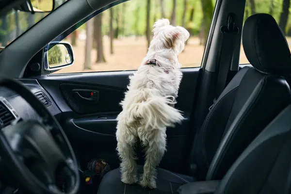 Beyaz pofuduk köpeğin arka manzarası arabanın ön koltuğunda durur ve pencereden ormana bakar. Seyahat, yolculuk konsepti