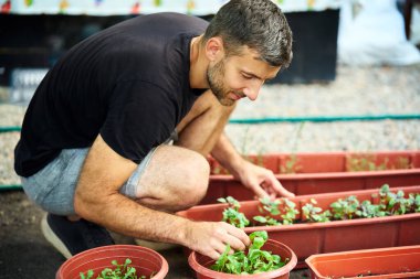 Bahçıvan mikroçim topluyor. Organik çiğ gıda konsepti