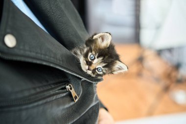 Siyah deri ceketin içine gizlenmiş küçük şirin kedi yavrusu.