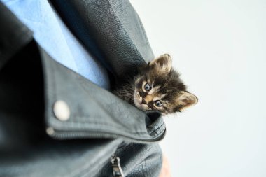 Siyah deri ceketin içine gizlenmiş küçük şirin kedi yavrusu.
