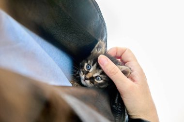 Siyah deri ceketin içine gizlenmiş küçük şirin kedi yavrusu.