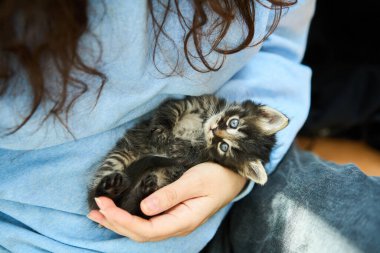Sahiplerinin ellerinde dinlenen sevimli küçük kedi yavrusu. Evcil hayvanlar, aşk, yavru hayvanlar konsepti