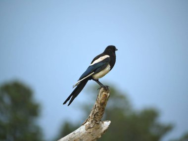 A magpie perched on a branch of a tree, soft background