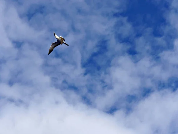A bird flying on sky with clouds and blue sky as background