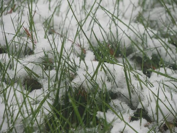 Blades of grass topped with fresh snow on the ground