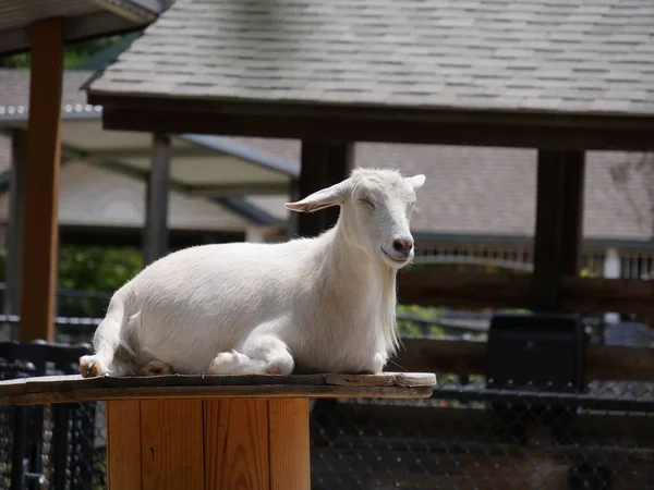 White goat with closed eyes resting on a wooden goat perch