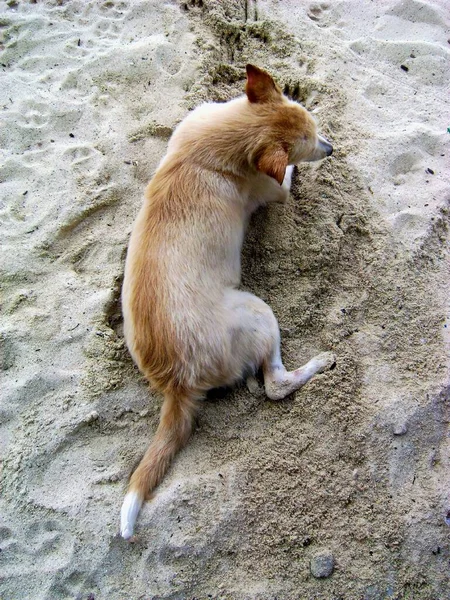 A brown and white dog laying down on the sand