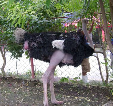 Side-view of an ostrich, looking away