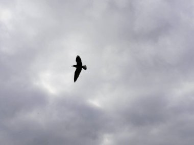 Silhouette of a bird in flight, with gray clouds in background