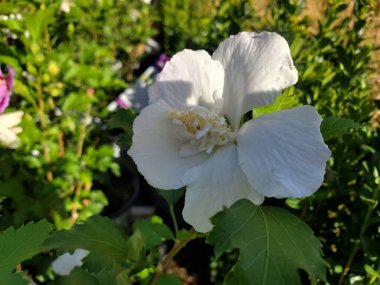 Close up of one white petunias in the garden