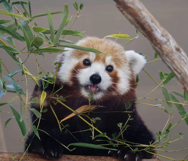 Cute red panda partially hiding from behind bamboo leaves