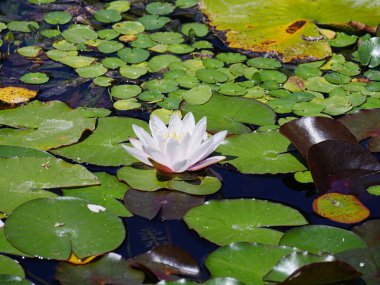 Açık pembe pigme, nilüferlerle çevrili sulu çiçek.