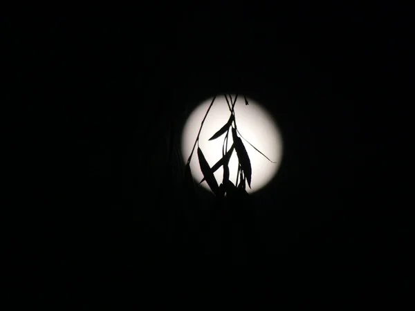 暗い空に満月の光にシルエットの木の葉 — ストック写真