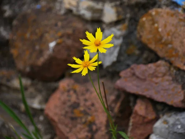 背後の岩壁には黄色い小さな花が2本咲いています — ストック写真
