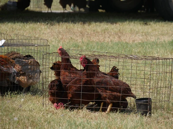 一群小鸡在草场的铁丝笼里 — 图库照片