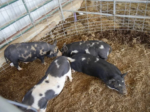 Cuatro Cerdos Manchados Blanco Negro Dentro Corral Cerdo — Foto de Stock
